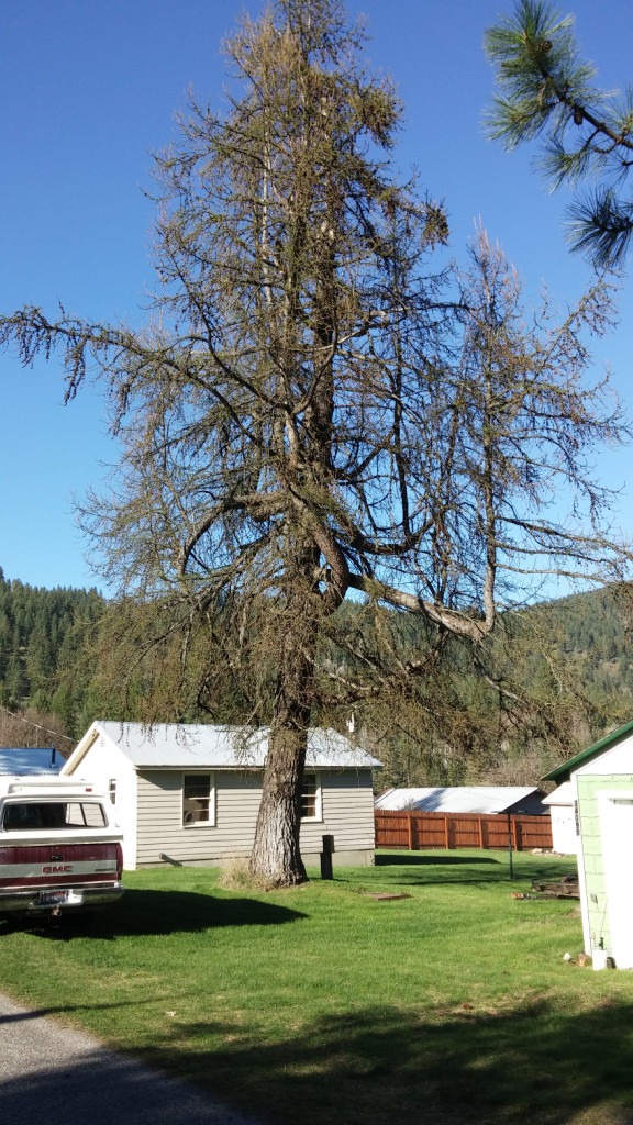 Large tree requiring professional crown assessment and stabilization.