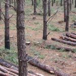 selective-logging