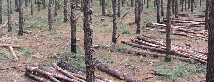 Selective Logging