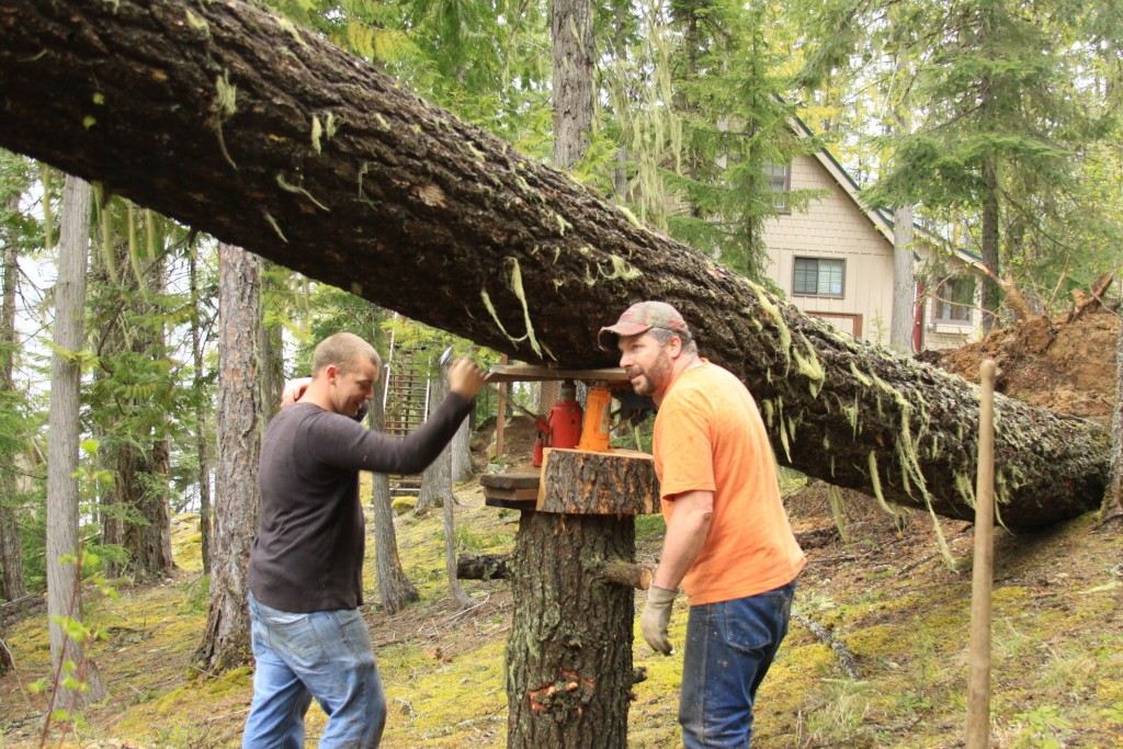 Tree Braces and Cables