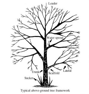 Typical Above-Ground Tree Framework