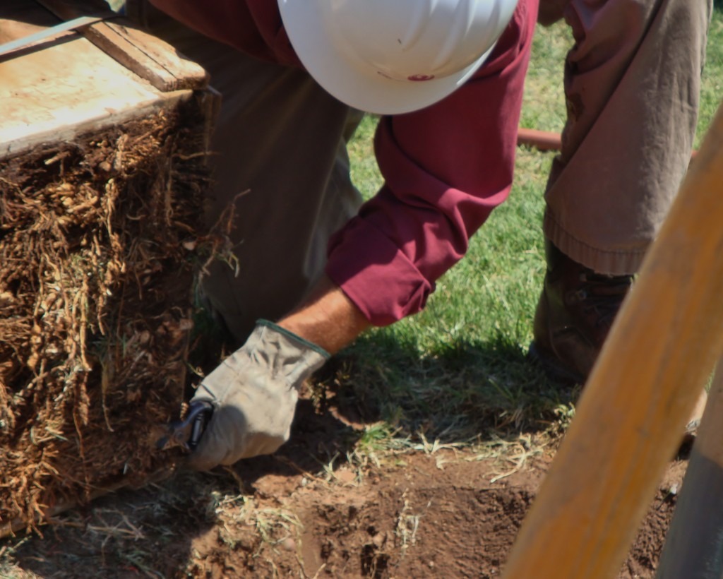 An arborist performing a soil and root inspection to ensure long-term tree health.