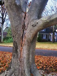 tree-vertical-cracking