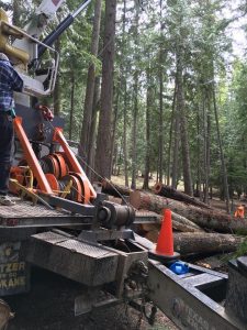 american-tree-service-priest-lake
