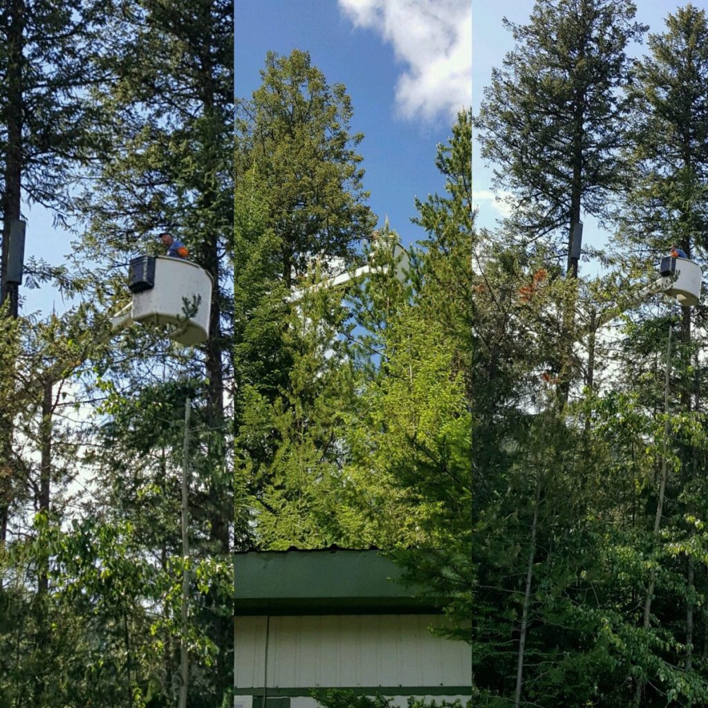 Professional arborist performing Kokanee Park tree trimming to clear an internet antenna path.