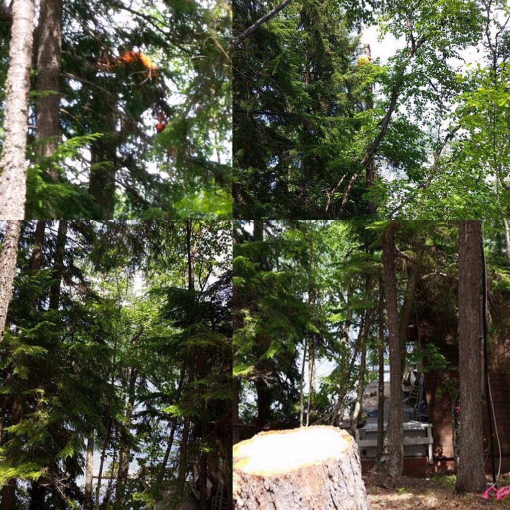 Northern Lakes Tree Service performing residential tree removal in Priest Lake, Idaho