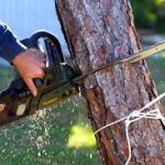 American Tree Services in Priest Lake