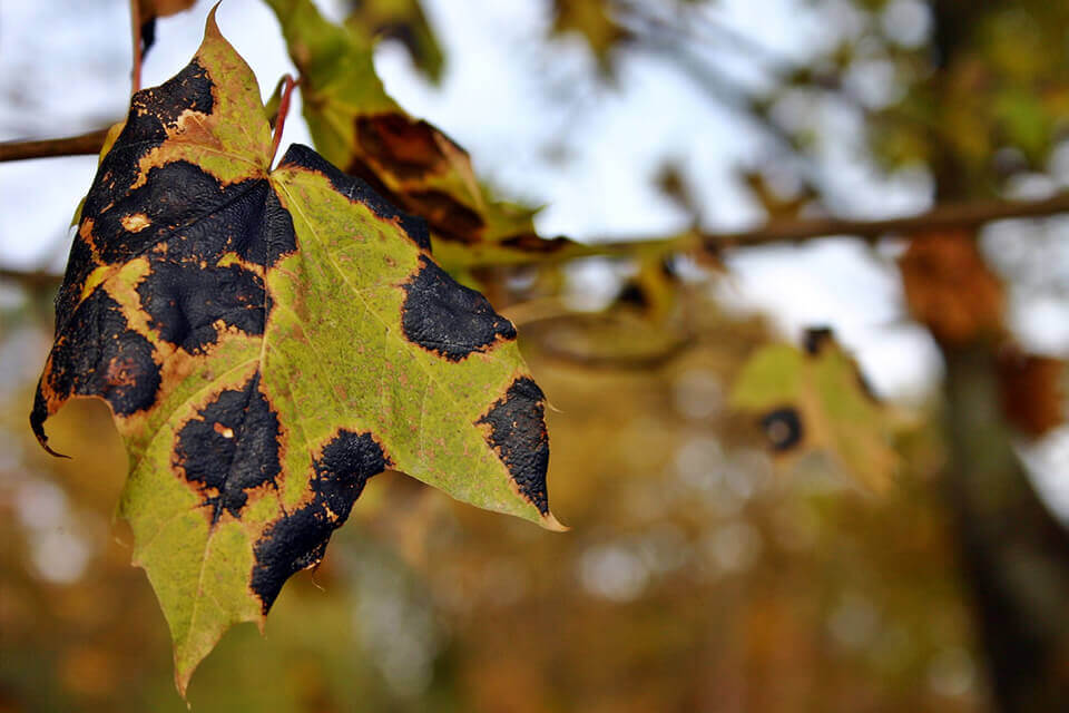 Top 10 were on the list of common diseases on trees