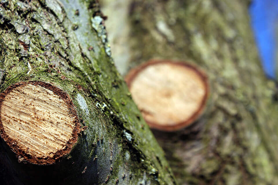 Tree services offer some pruning procedures, thinning and topping out for trees