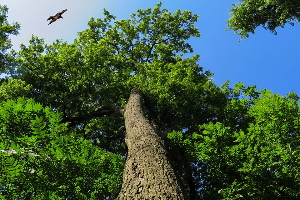 Understanding Tree Topping and Crown Reduction