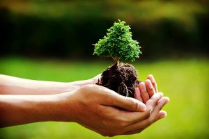 Save your trees, Protect your home
