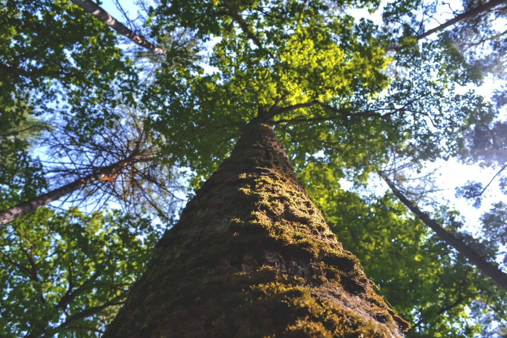 A certified arborist performing professional tree pruning to ensure long-term health and structure.