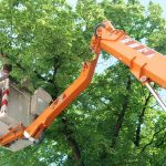 Pruning and Shaping in Northern Lakes, Idaho