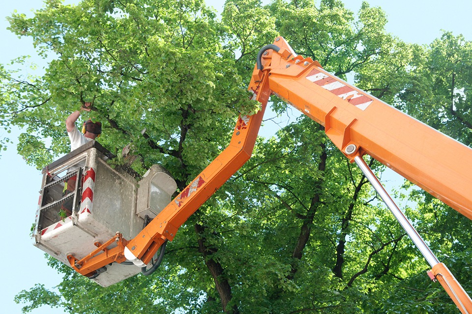 Pruning and Shaping in Northern Lakes, Idaho