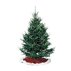 balsam fir christmas tree types