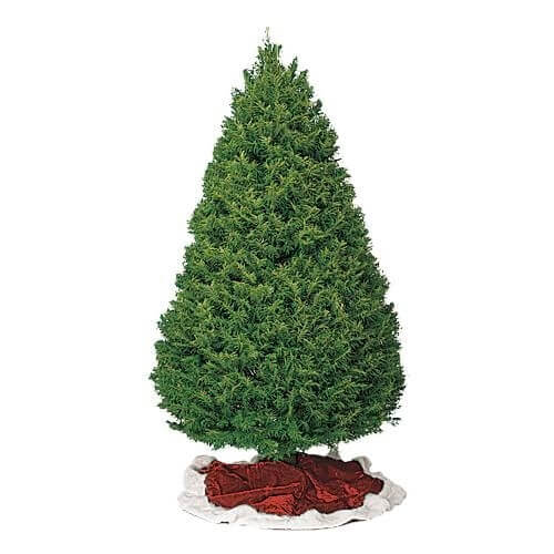 douglas fir christmas tree types