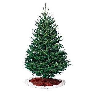 fraser fir christmas tree types
