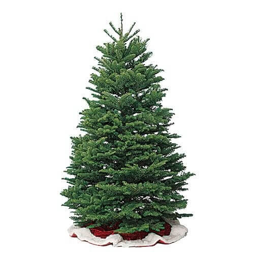 noble fir Christmas tree types
