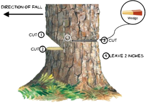 Tree Cuttiing Diagram