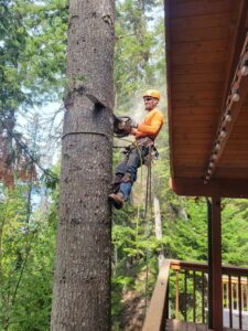 Tree Removal From The Top