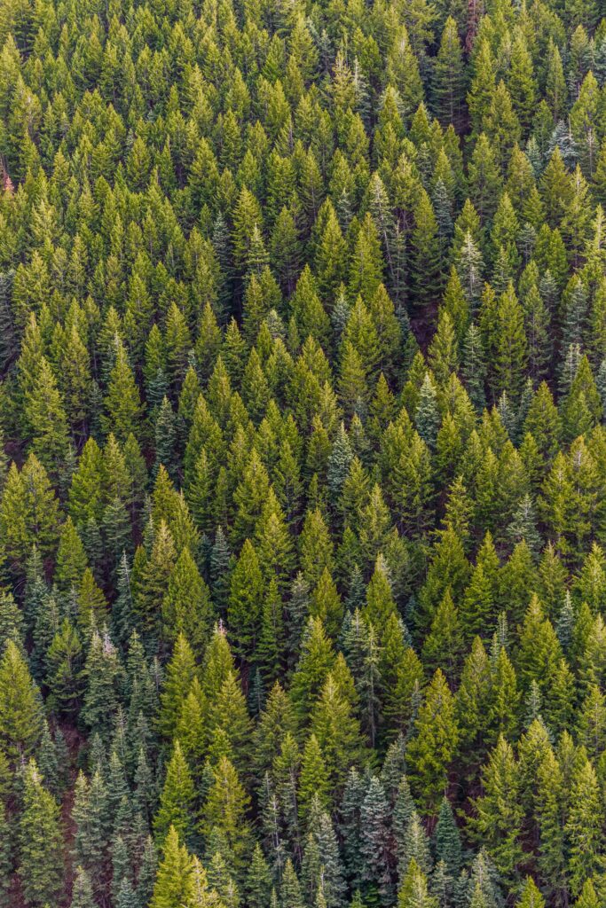 Professional Priest Lake tree health care and inspection