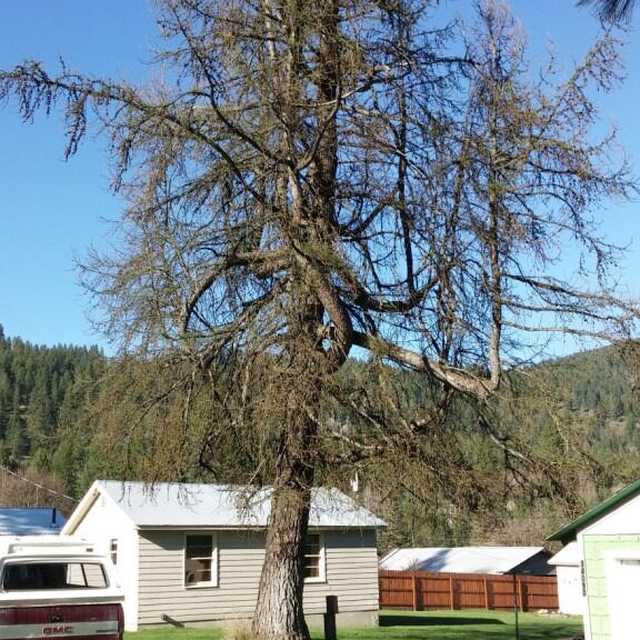 Large tree requiring professional crown assessment and stabilization.