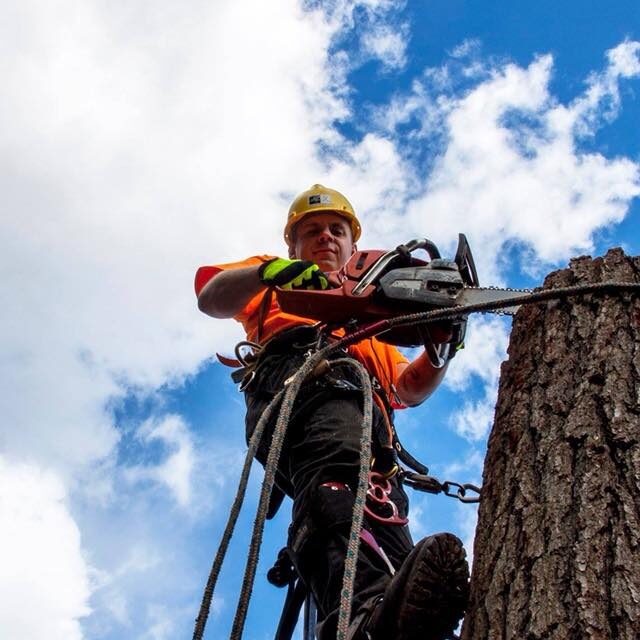 Professional arborist performing precision tree maintenance high in the canopy.