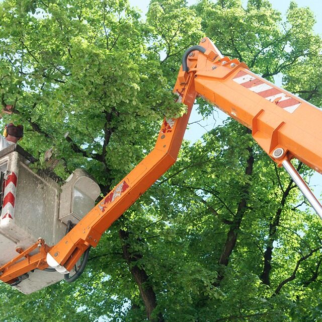 Arborist using specialized equipment to reduce canopy weight safely.